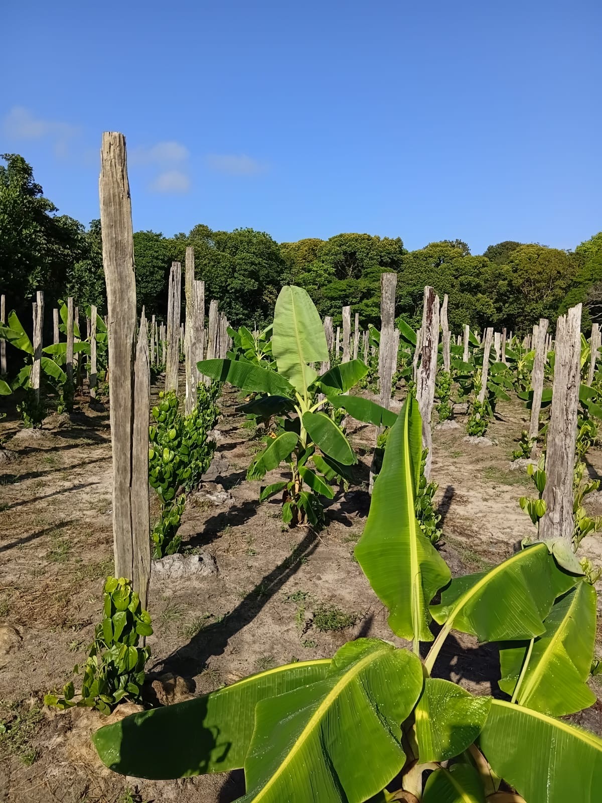 Área de cultivo com bananeiras e outras espécies agrícolas