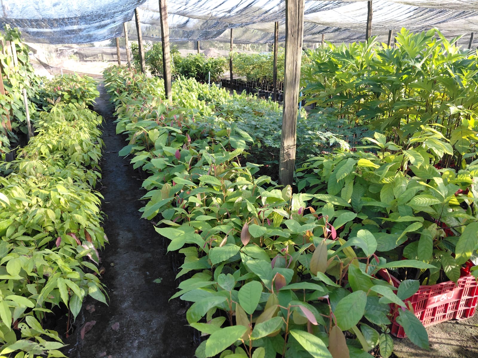 Diversidade de mudas cultivadas para arborização