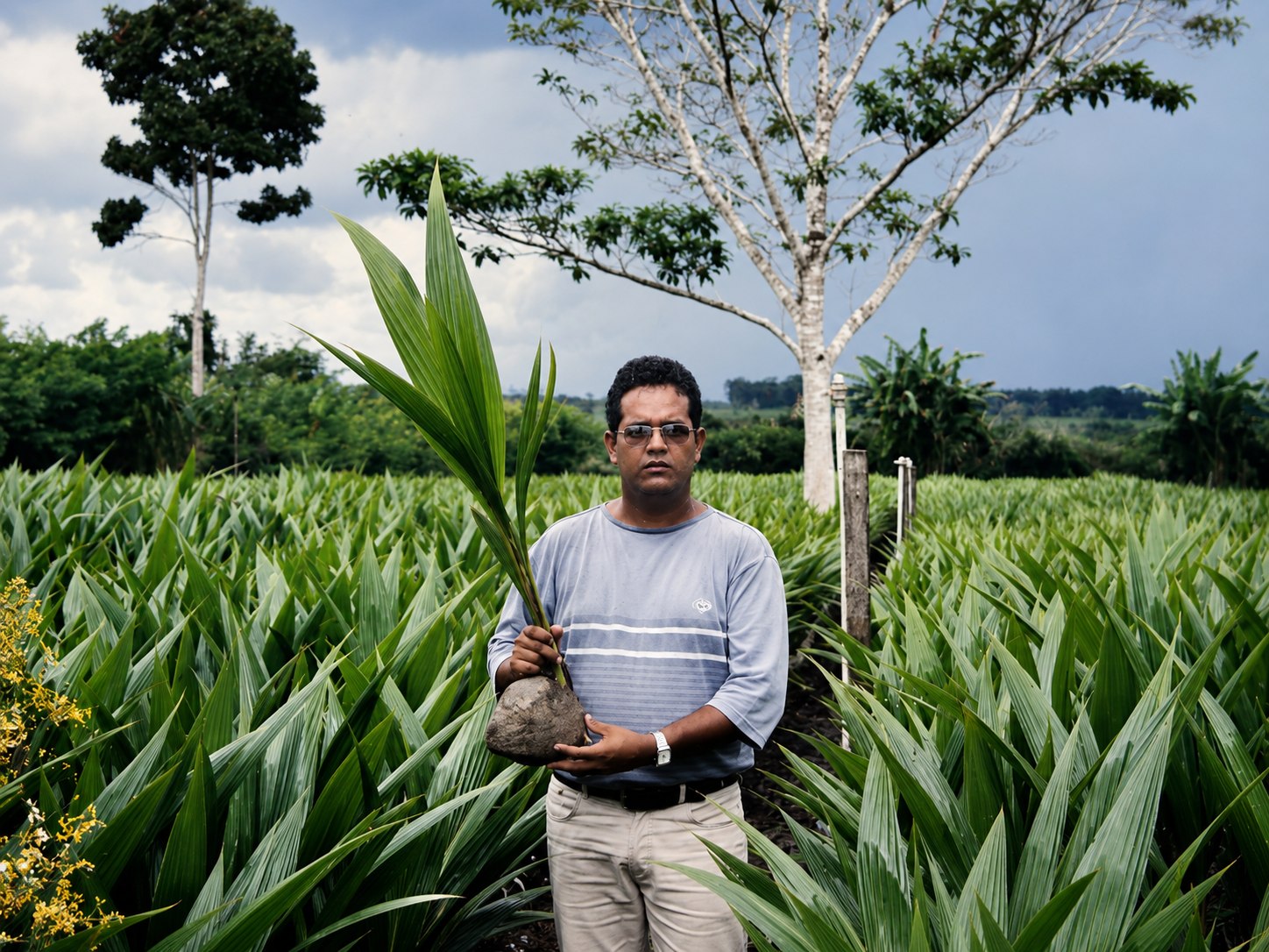 Francisco entre as mudas cultivadas no Viveiro São Francisco