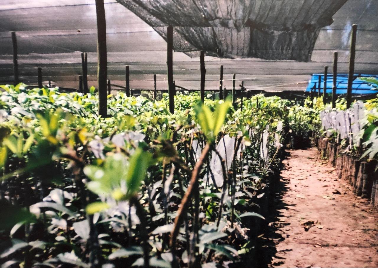 Antigos canteiros de produção de mudas