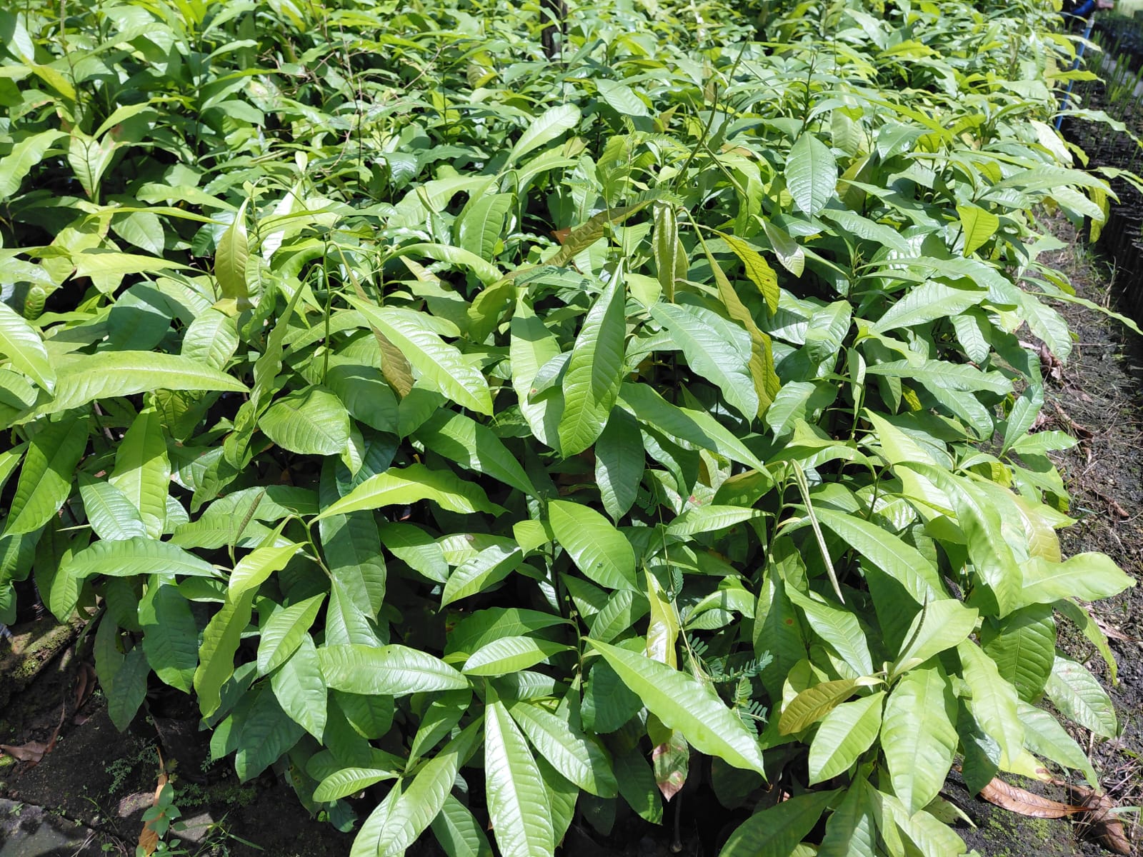Fileiras de mudas verdes