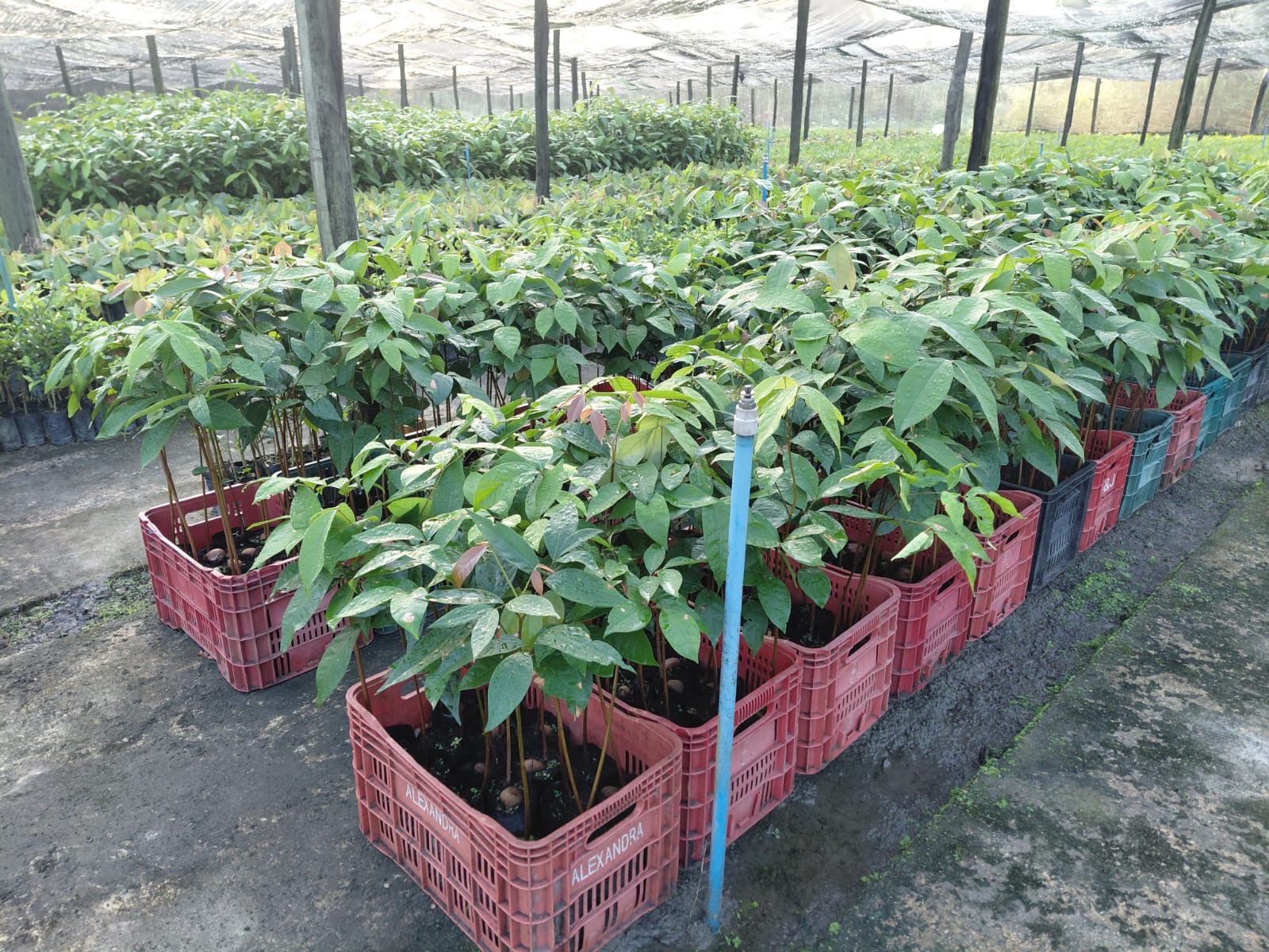 Mudas organizadas para projetos de recuperação ambiental