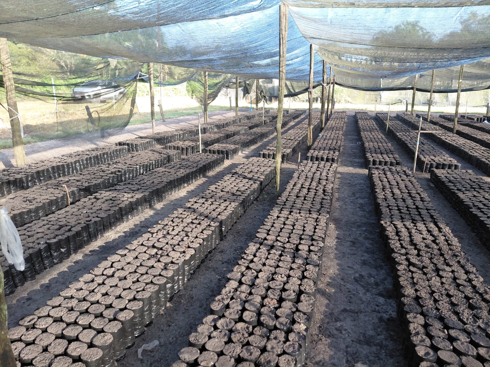Produção de substratos organizada sob o sombrite
